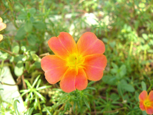 A photo of Green Purslane, Pussley or Purslane flowers ( Portulaca oleracea L. ) and green leaves, t.jpg