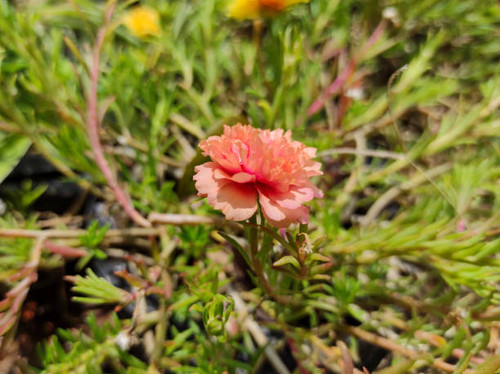 Potrait of orange Rose moss, portulaca grandiflora.jpg