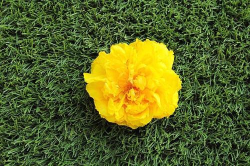 Single Yellow flower on the green grass.jpg