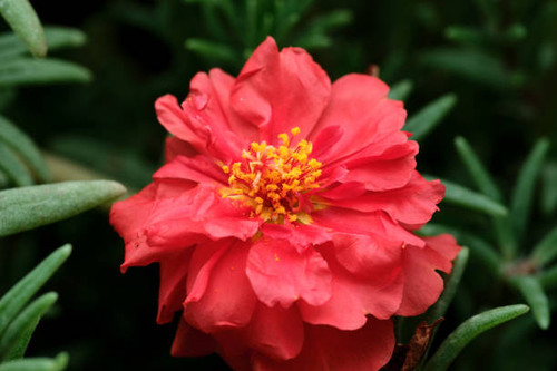 Succulent plant - Red flower with pollen.jpg