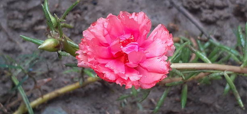Moss Rose or Portulaca Grandiflora is a Portulacaceae family flowering plant. It;s also known Rose M.jpg