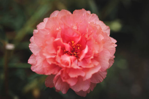 Red coral Portulaca oleracea flower blooming in garden with green leaf ,Edited Film look concept (Se.jpg