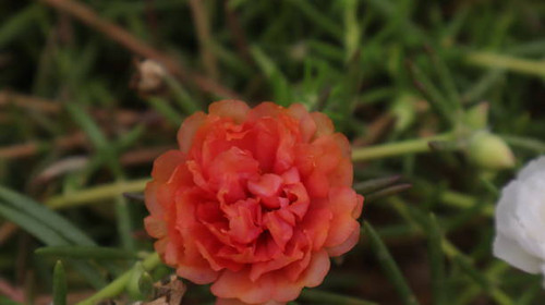 Zinnia elegans orange flowers in full bloom in the garden.jpg