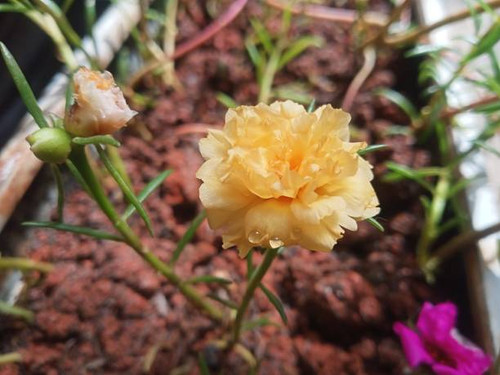 yellow purslane roses in the garden.jpg