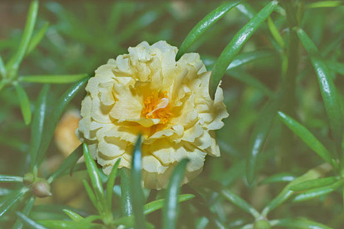 yellow Portulaca oleracea flower in filter.jpg