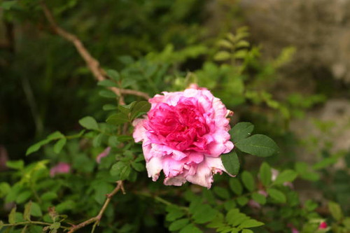 Closeup shot of Red white rose flower in the garden surrounded with green leaves and small plants an.jpg