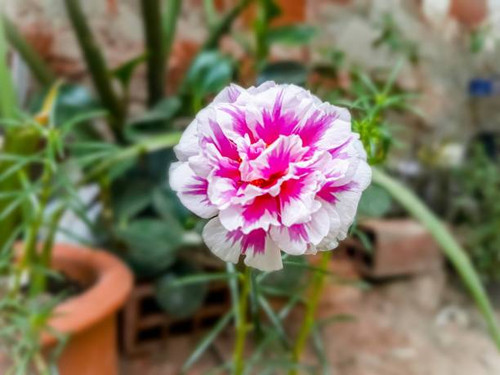 It is a plant was photographed on 13/01/2020.jpg