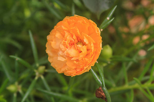 Yellow Portulaca flowers at the garden in morning.jpg