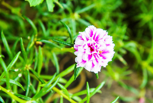 SONY DSCPusley flower in the garden of thailand.jpg