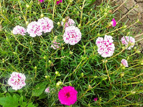 Pusley flower in garden (Portulaca oleracea).jpg