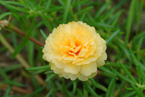 Portulaca, Moss Rose, Sun plant, Sun Rose..jpg