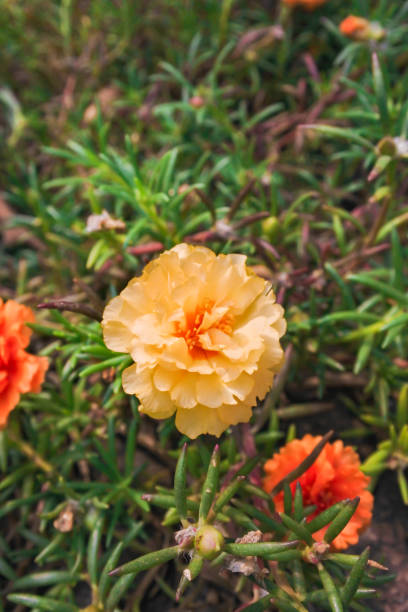 moss rose is a species of purslanes that have so many flower color when its bloom.jpg