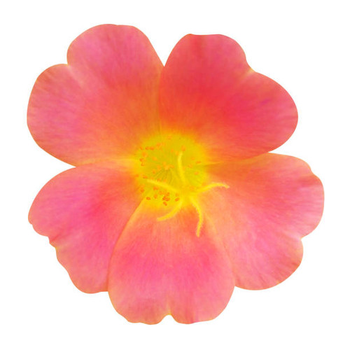 Vinca rosea  flower on white isolated  background with clipping path.jpg