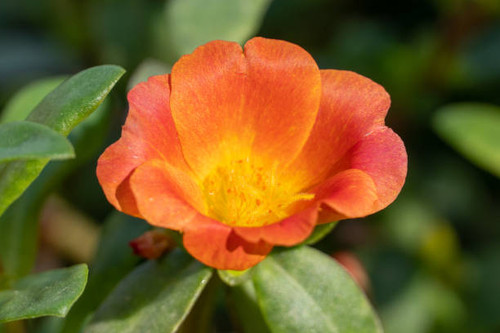 Tropical orange flower (Portulaca grandiflora) of South America, grown in gardens. Vibrant orange an.jpg