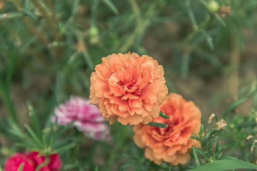 flower grass orange purple.jpg
