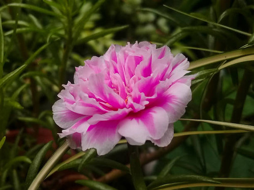 Purslane (Portulaca) is a genus of plants from the family Portulacaceae. There are about 40-100 spec.jpg