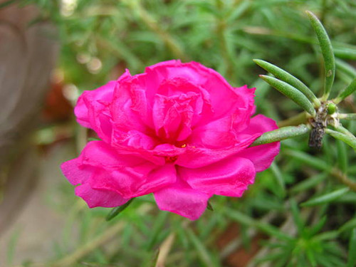 Portulaca oleracea flower.jpg