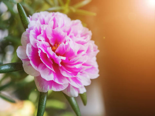 Portulaca flowers in morning.jpg