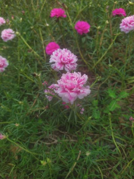 Portulaca flower.jpg