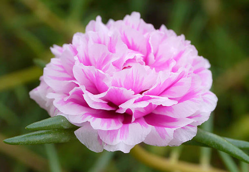 portulaca flower in the garden.jpg