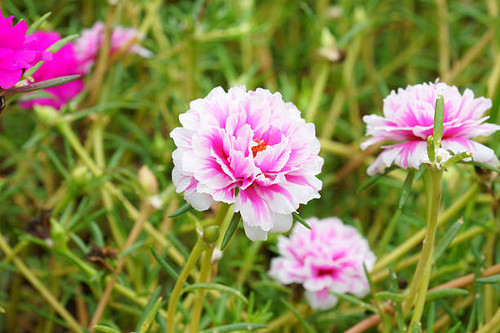 Portulaca flowers at the garden in morning.jpg