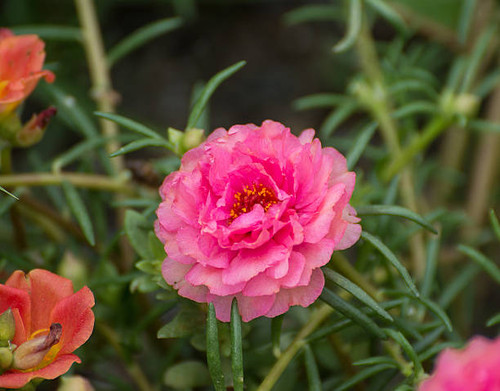 Portulaca flower and bee.jpg