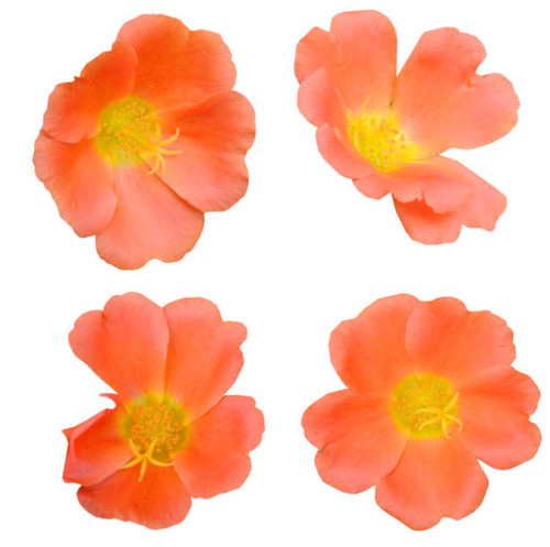 Set of portulaca oleracea flower, purslane flowers.jpg