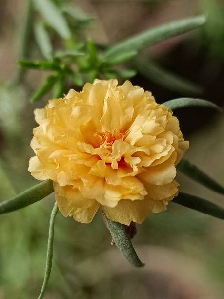 Selective focus of a yellow Moss rose purslane or Japanese rose flower in the garden with blurry bac.jpg