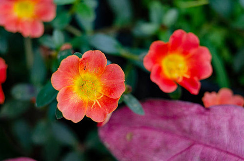 Small Orange Wildflowers Growing In Natural Garden Setting.jpg