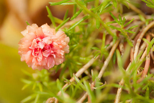 Small flower garden in beautiful bright colors..jpg