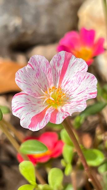 Portulaca grandiflora or moss rose blooming in the garden, popular flower for ground cover.jpg