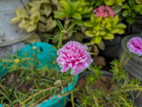 The pink flowers of rose purslane (portulaca grandiflora) in bloom. It is also commonly called the n.jpg