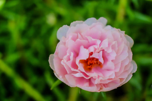 portulaca oleracea blooming, Common Purslane or Verdolaga flower.jpg