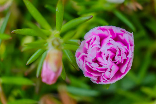 portulaca oleracea blooming, Common Purslane or Verdolaga flower.jpg