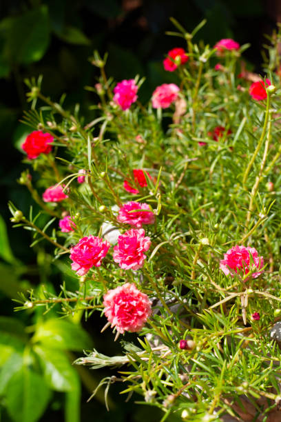 Portulaca grandiflora plant with flower in the garden.jpg