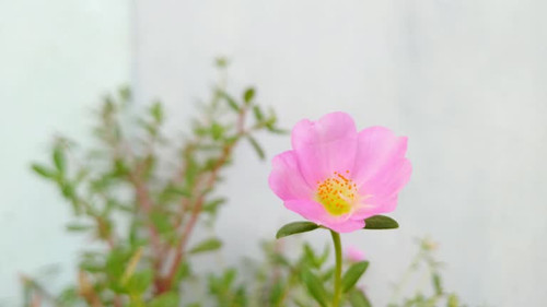 Portulaca oleracea also known as little hogweed, or pursley. Beautiful pink colour flower growth in .jpg