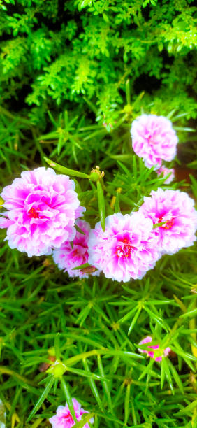 Portulaca also known as moss roses.jpg