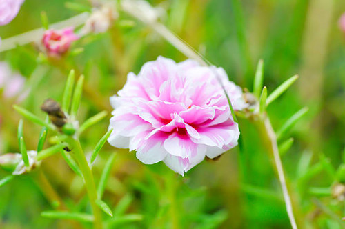 Portulaca, Moss Rose, Sun plant, Sun Rose,purslane,pussley flower in the garden.jpg