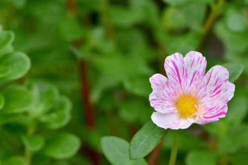 Portulaca oleracea Is a biennial plant. This flower will bloom when it is very sunny. colorful flowe.jpg