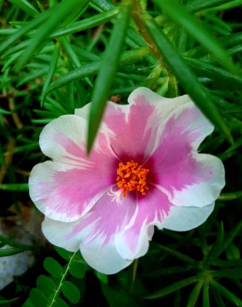 Purslane plant (Portulaca oleracea L.) is a?plant that grows wild in the field and can grow in sandy.jpg