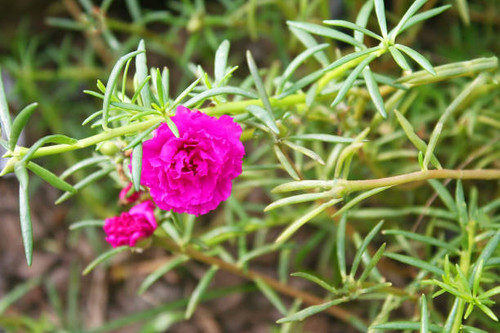 Purple Moss Rose blooming.jpg