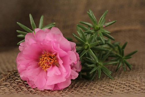 a pink flower on burlap.jpg