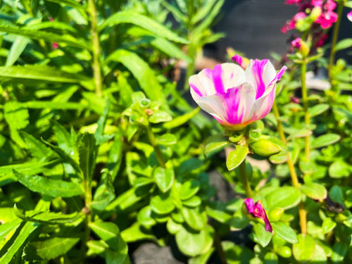 Dok Khun Nai Tuen Naturally beautiful lines.jpg