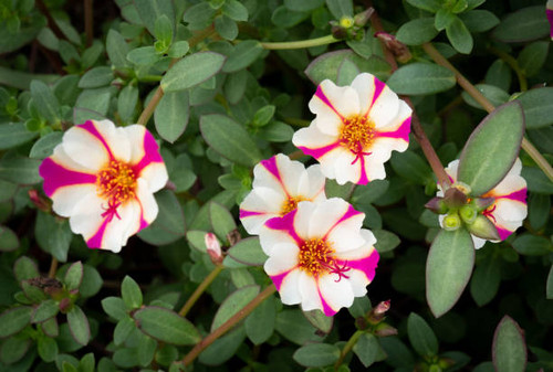 Portulaca Oleracea other names include; Common Purslane, Little Hogweed, Pigweed, Duckweed, Pusley, .jpg