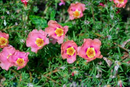 Portulaca grandiflora moss-rose flowering plant, pale pink orange color rock rose purslane flowers i.jpg