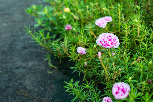 Portulaca grandiflora flower garden.jpg