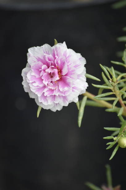 A close up photo of a portulaca flower or krokot flower. Portulaca grandiflora is a succulent flower.jpg
