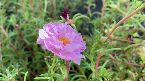 Pink flower Portulaca grandiflora is succulent flowering plant often cultivated in gardens. It has m.jpg