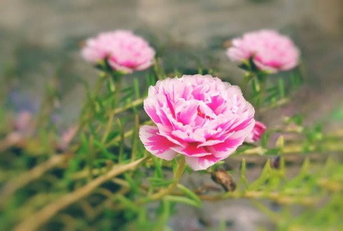 3  beautiful Portulaca Grandiflora Flowers of white and pink color mixture. It's also known asTime f.jpg