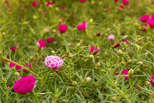 Portulaca flowers in the garden.jpg